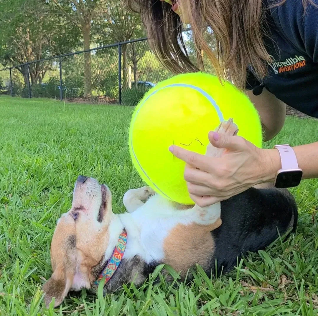 Jumbo Pet Tennis Ball - 9.5"